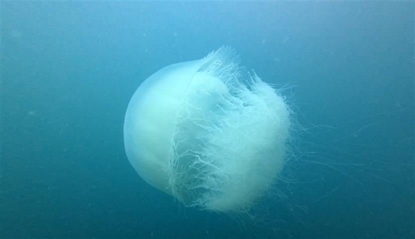 Antalya Korfezi’nde Denizanasi Yogunlugu 18717 (1) (Small)