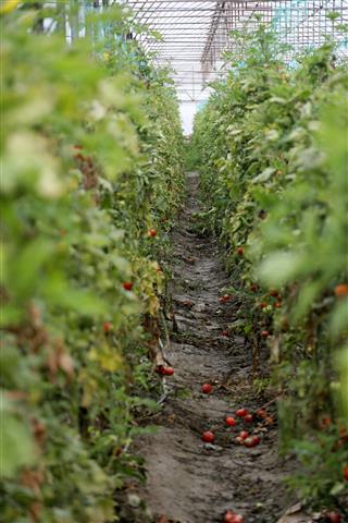 Antalyada Yasanan Felaket Cop Etti Resim (Small)