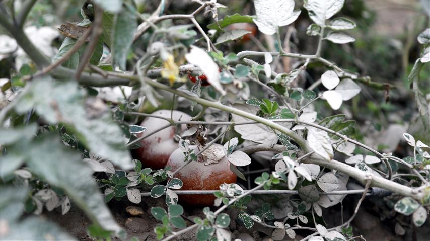 Antalyada Yasanan Felaket Urunleri Cop Etti Resim (Small)