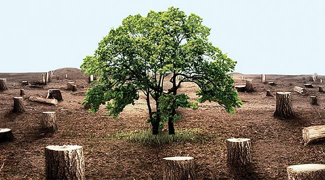 Firat Elektrik Agac Kesimi Icin Uyardi