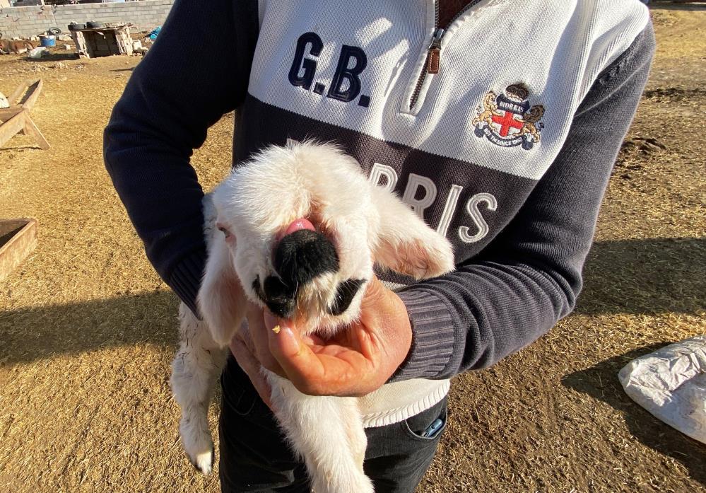 Konyada Anormal Dogan Kuzu Resim