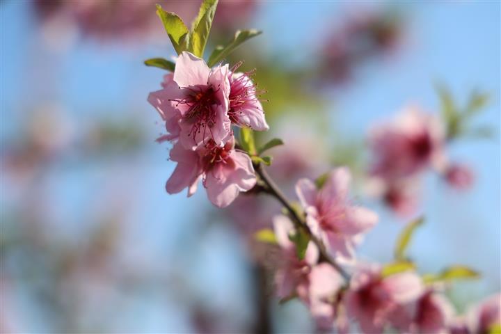 Seftali Cicekleri Resim (1)