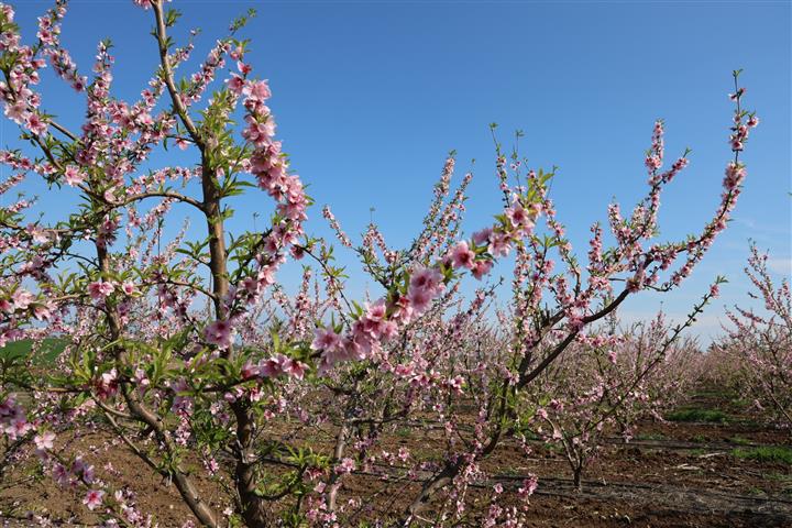 Seftali Cicekleri Resim (3)