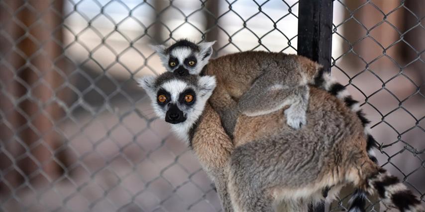 Tarsus Hayvanat Bahcesi Resim (Small)