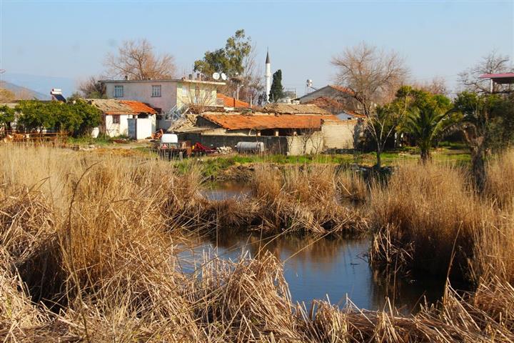 Yilin Ilk Leylegi Resim (1)