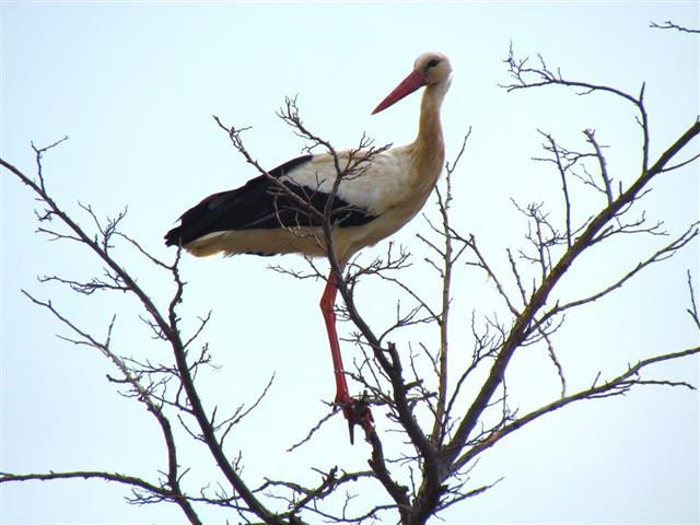 Yilin Ilk Leylegi Resim (2)