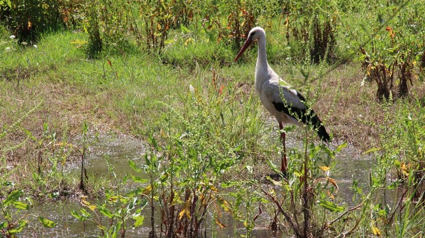 Yilin Ilk Leylegi Resim (3)