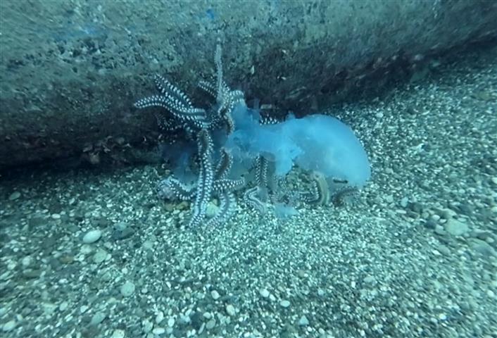 Goc Yolundaki Denizanalari Ciyanlarin Av 21412 (3) (Small)