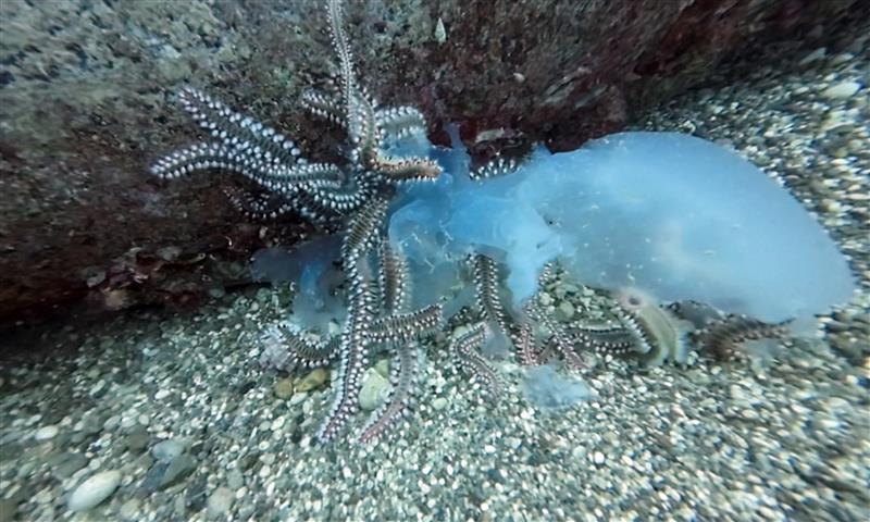 Goc Yolundaki Denizanalari Ciyanlarin Av 21412 (Small)