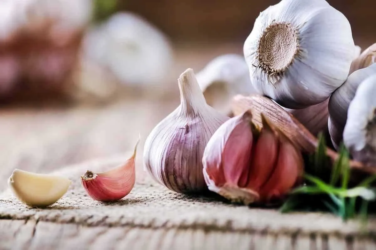 Sarimsak Tursusu Neye Iyi Gelir