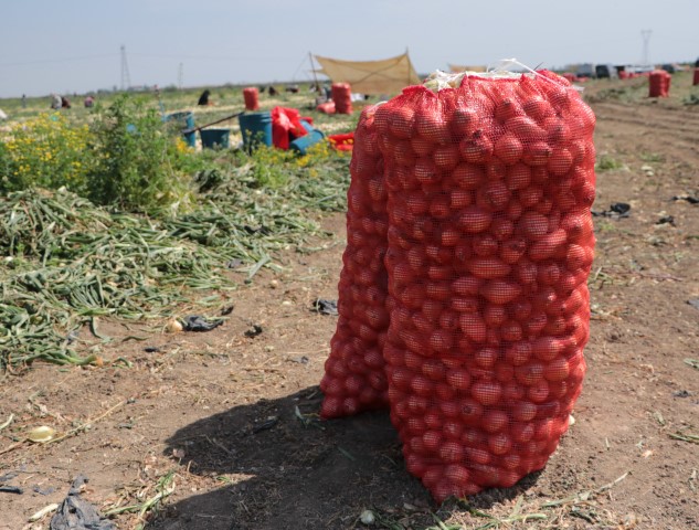 Adana Sogan Hasadı (1)