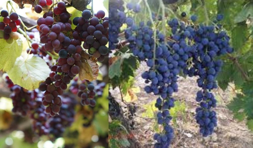 Adli̇ Tati̇l 2024 (22)