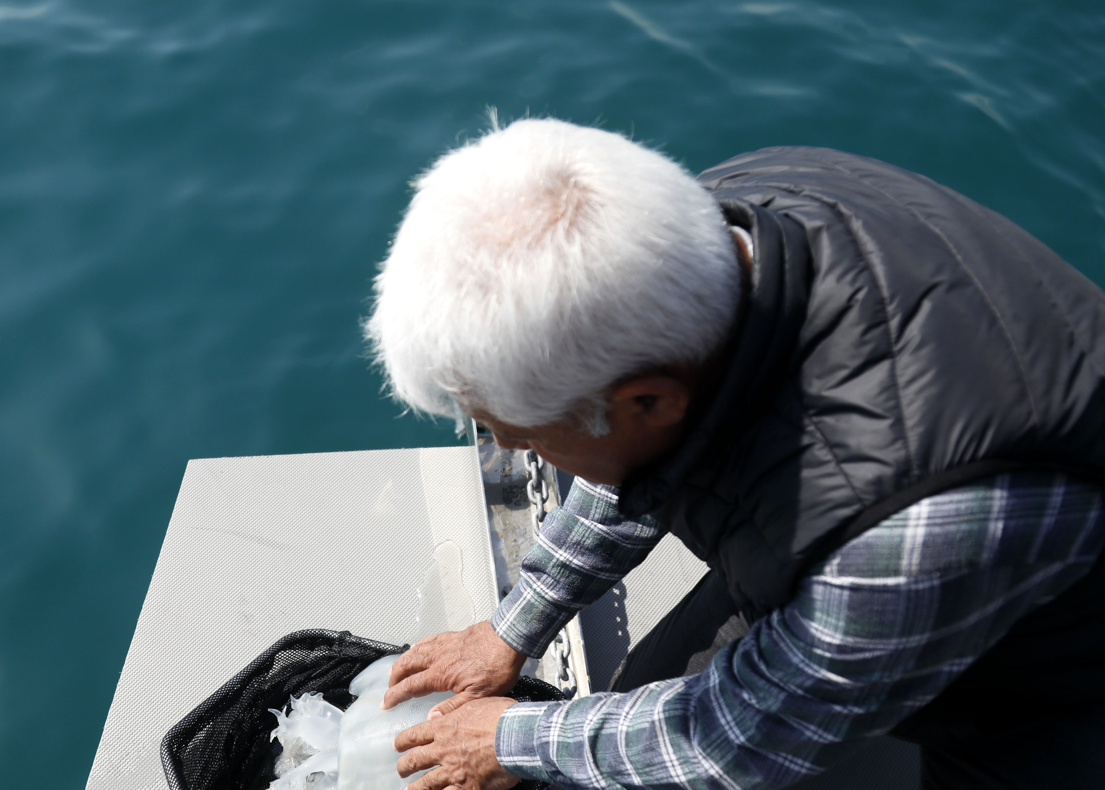 Antalya Aciklarinda Denizanasi Ve Sari B 38038 (3)