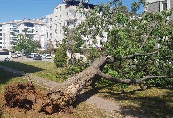 Antalya Da Firtina Agaclari Soktu (Small) (2)