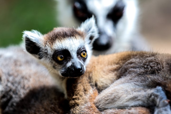 Antalya Doğal Yaşam Parkı Yeni Yavrularla Çoşkulu Bir Bahar Yaşıyor (1) (Small)
