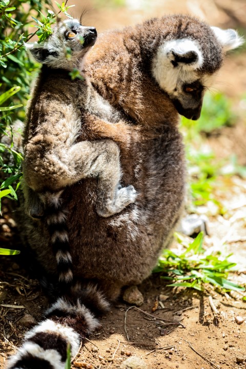 Antalya Doğal Yaşam Parkı Yeni Yavrularla Çoşkulu Bir Bahar Yaşıyor (2) (Small)