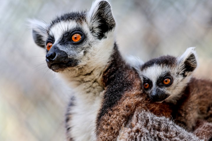 Antalya Doğal Yaşam Parkı Yeni Yavrularla Çoşkulu Bir Bahar Yaşıyor (5) (Small)
