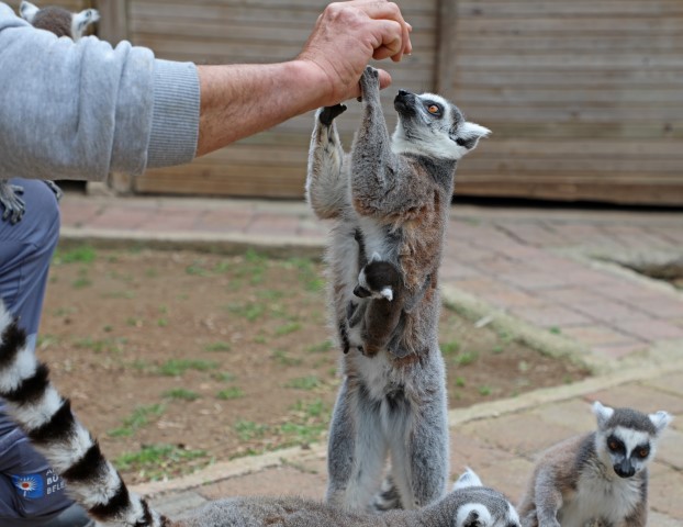 Büyükşehir Doğal Yaşam Parkı’nda Bahar Sevinci (1)