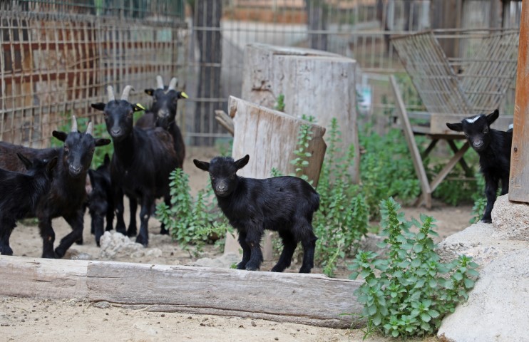 Büyükşehir Doğal Yaşam Parkı’nda Bahar Sevinci (3)