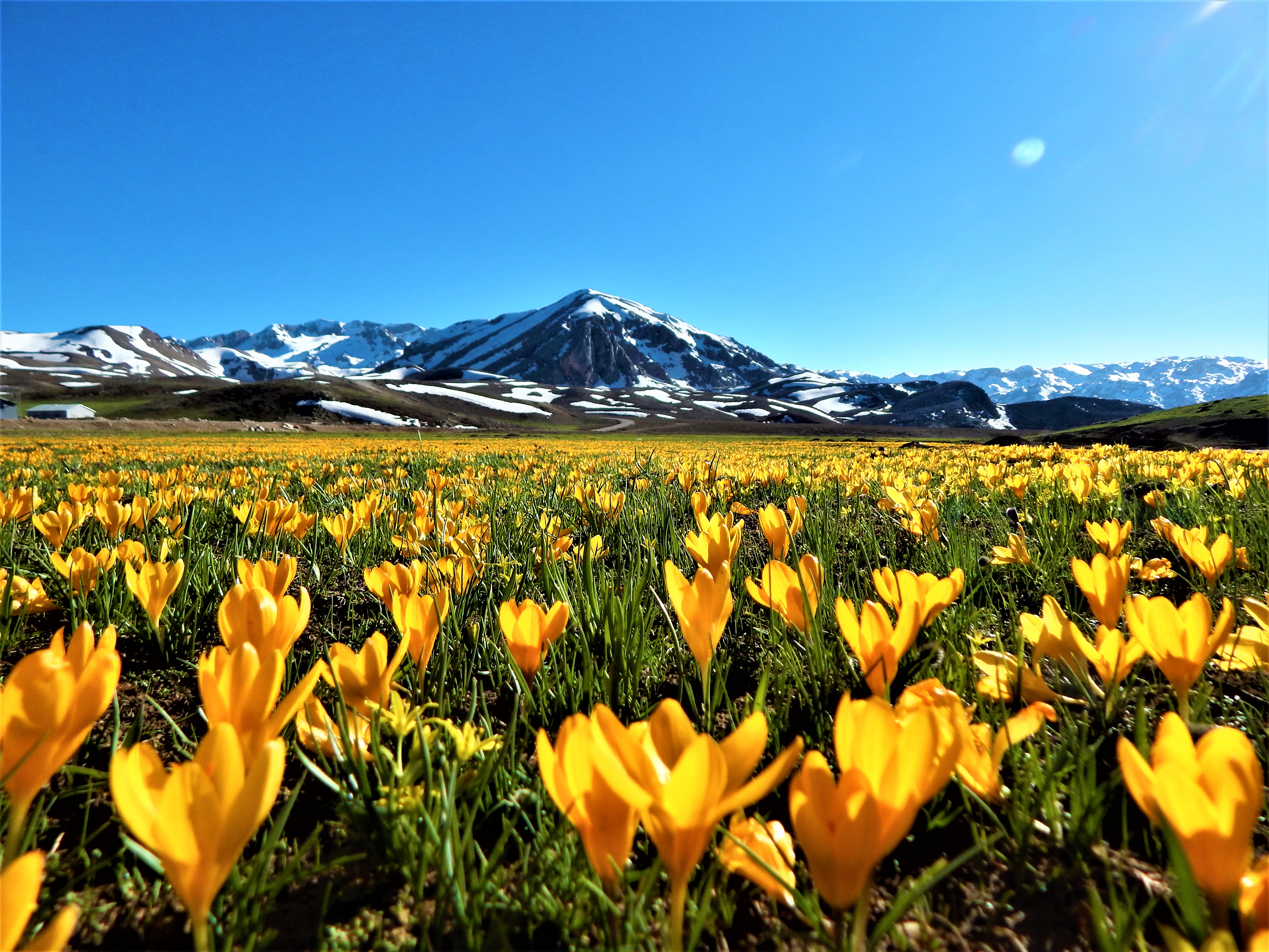 E G R I G O L D E B A H A R G U Z E L L I G I 43706