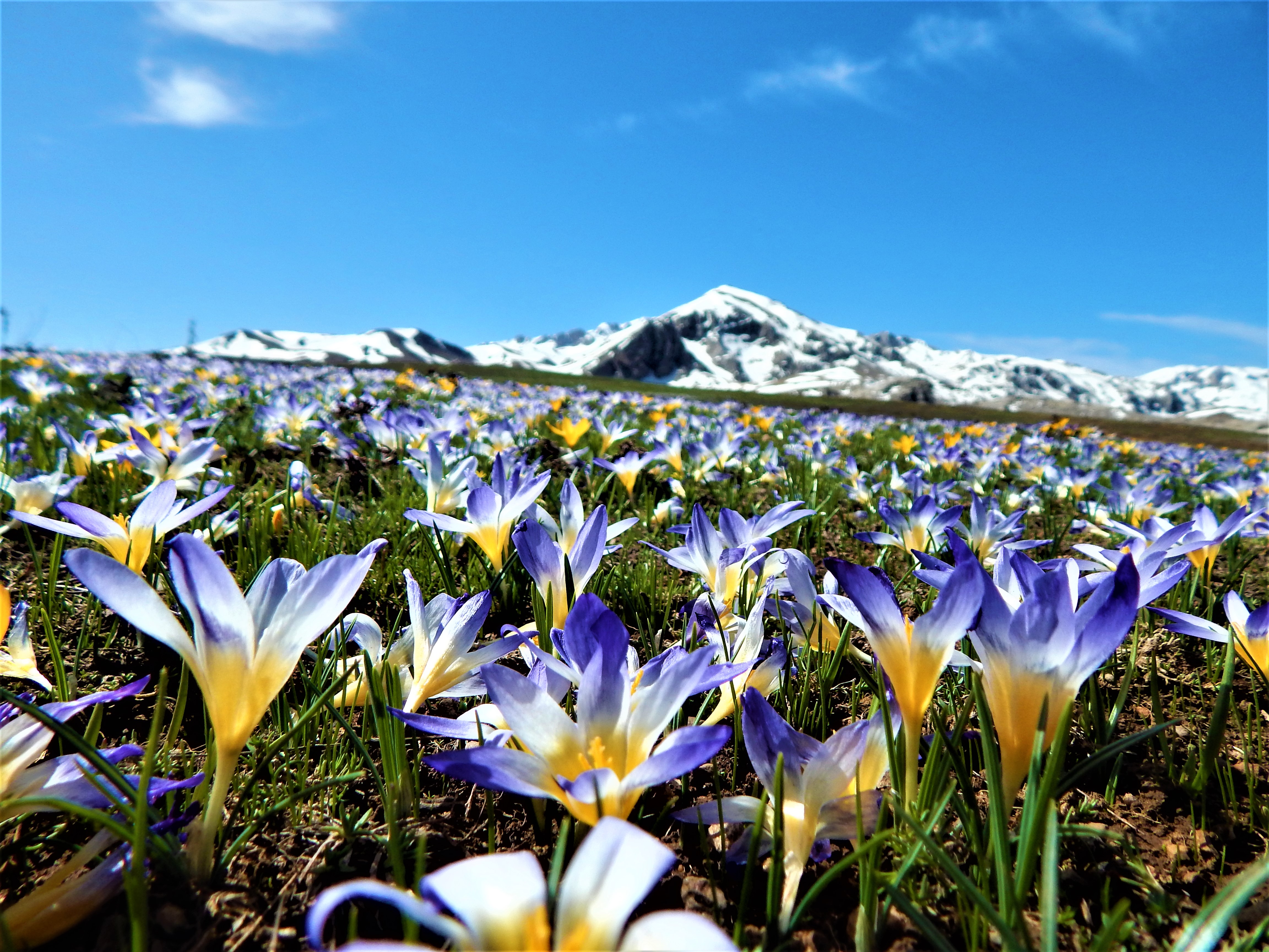 Egrigolde Bahar Guzelligi 43706 (2)