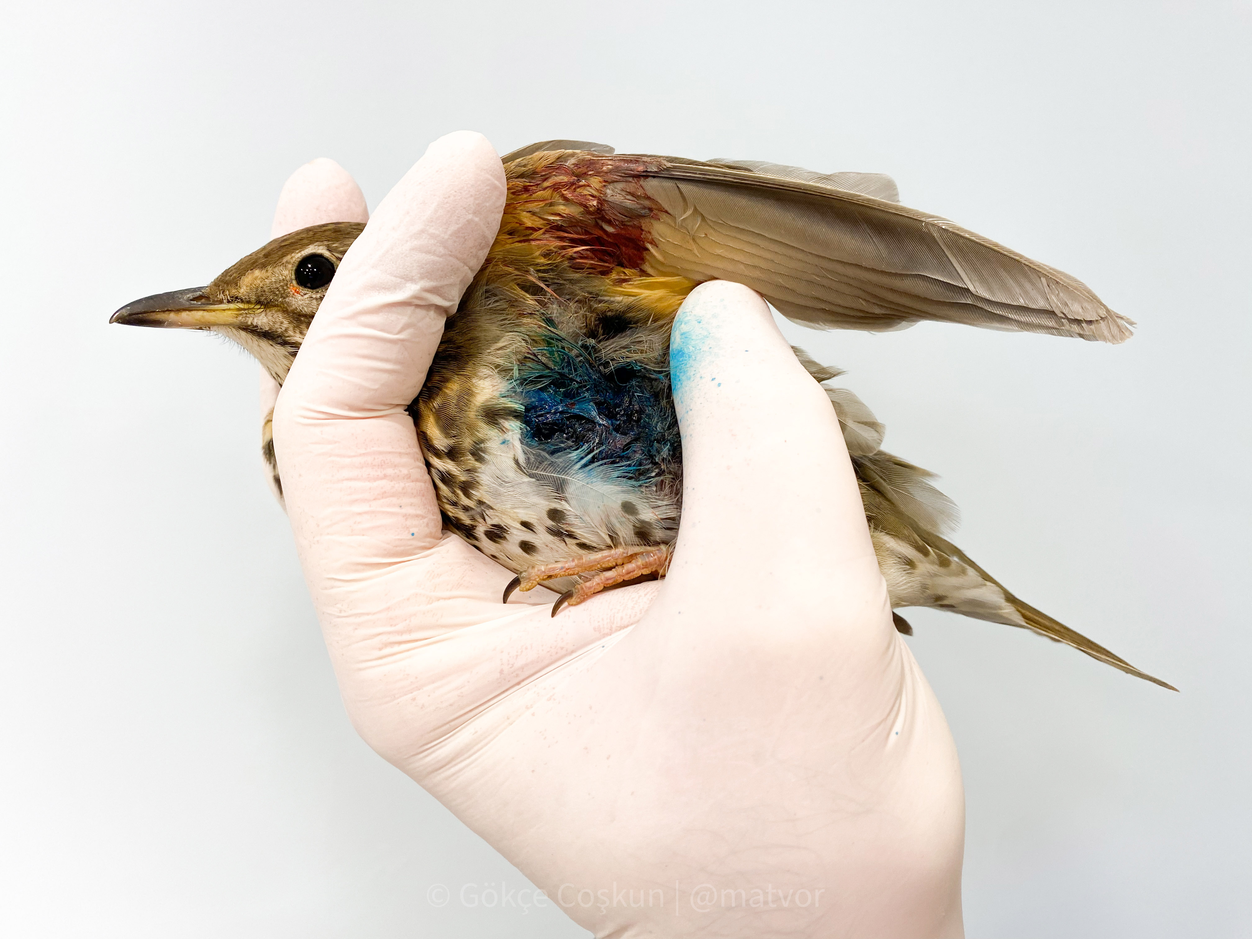 Gocmen Kus Olumlerinin Yuzde 87Si Insan 44227 (2)