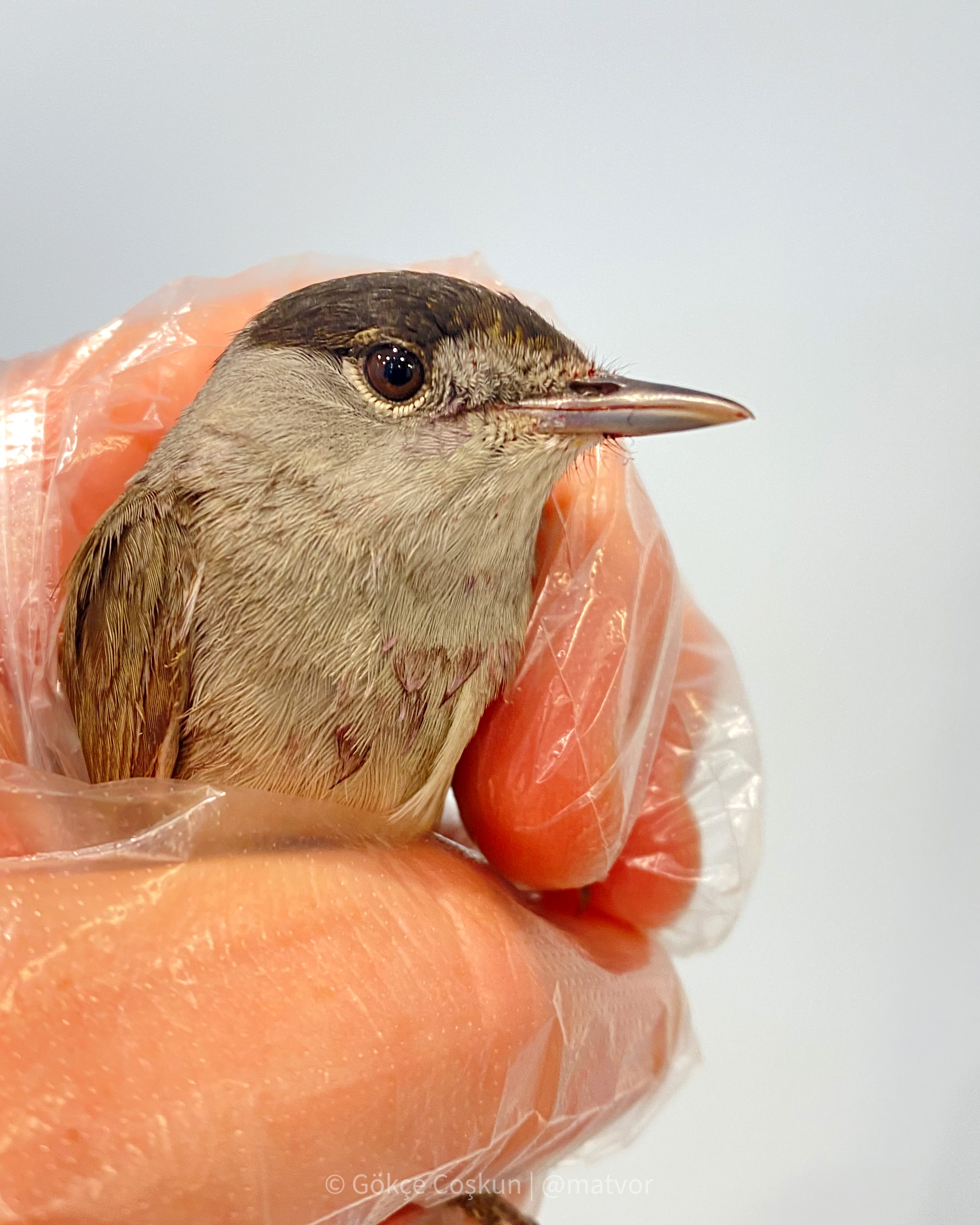 Gocmen Kus Olumlerinin Yuzde 87Si Insan 44227 (3)