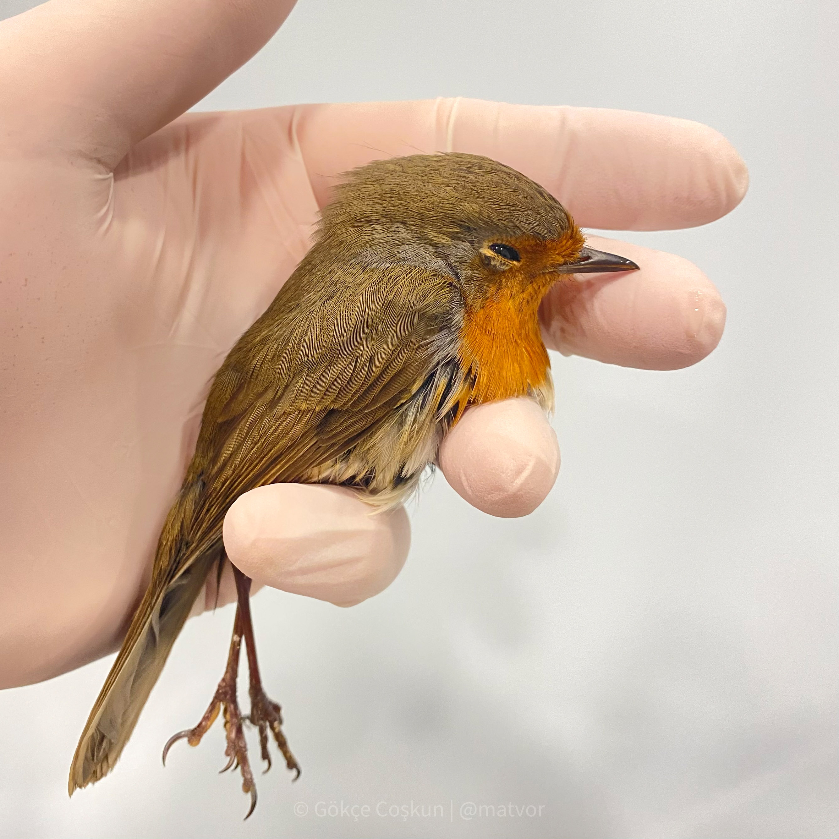 Gocmen Kus Olumlerinin Yuzde 87Si Insan 44227 (4)