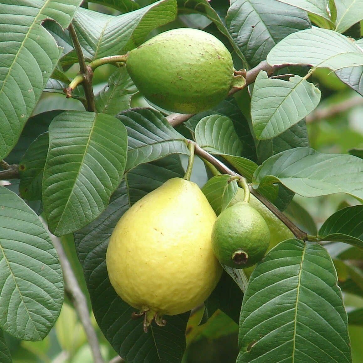 Guava Meyvesi