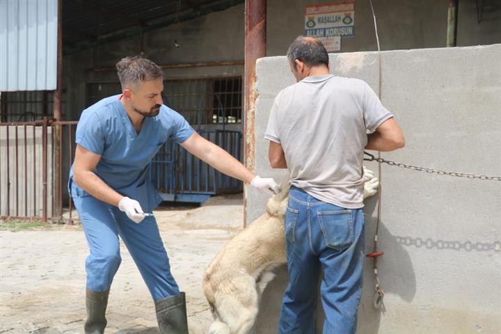 Hatay Kuduz Suphesi (Small)