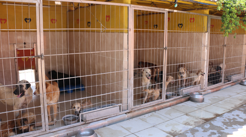 Hayvan Barinaginda (Small)