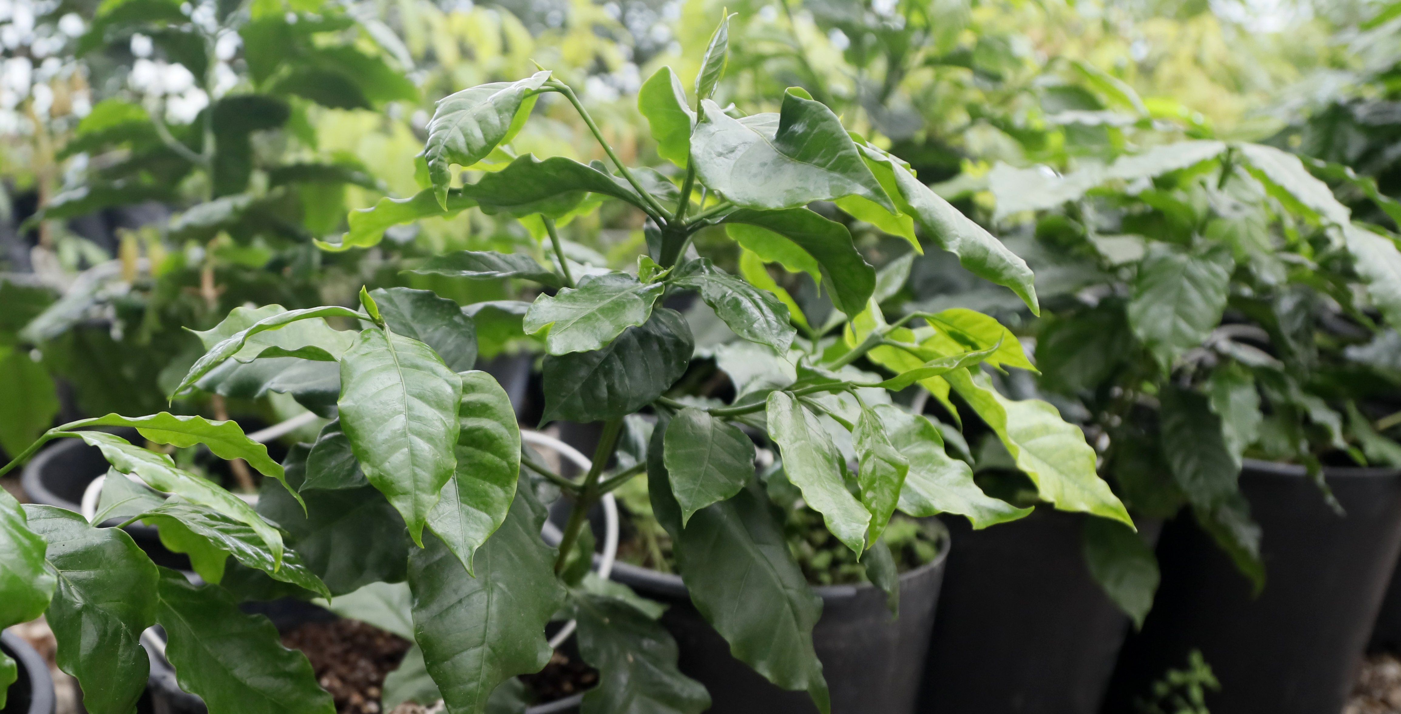 Iklim Degisti Kahve Bitkisi Meyve Verme 43699 (2)