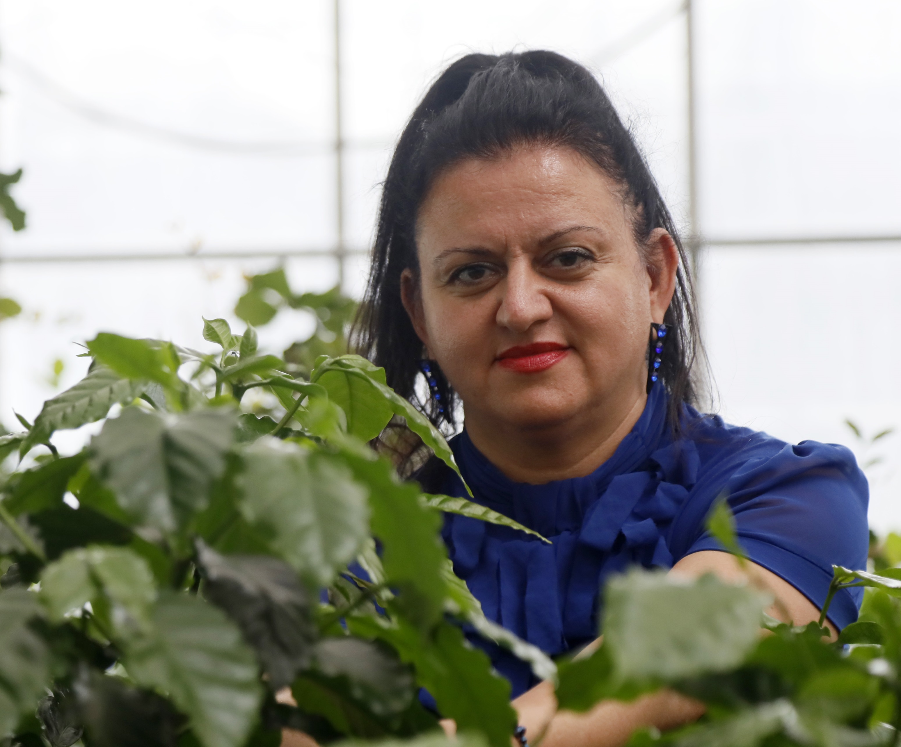 Iklim Degisti Kahve Bitkisi Meyve Verme 43699 (4)