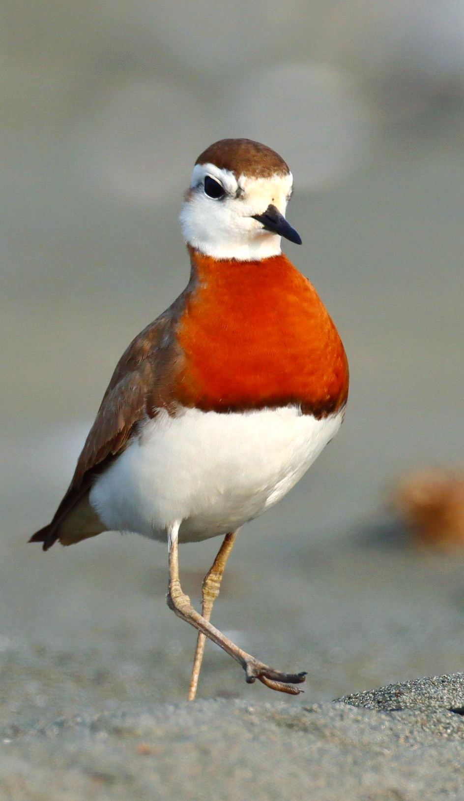 Kene Uyarisi Gocmen Kuslarla Afrikadan 41447 (1)