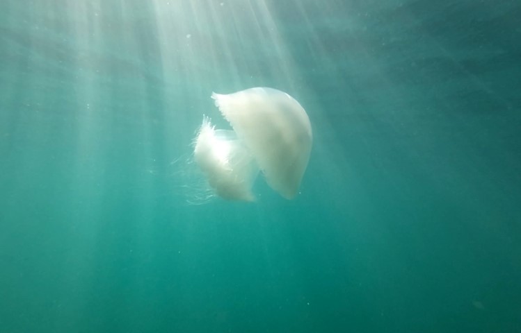 Korku Ve Panige Neden Olan Denizanasi Go 42489 (1)