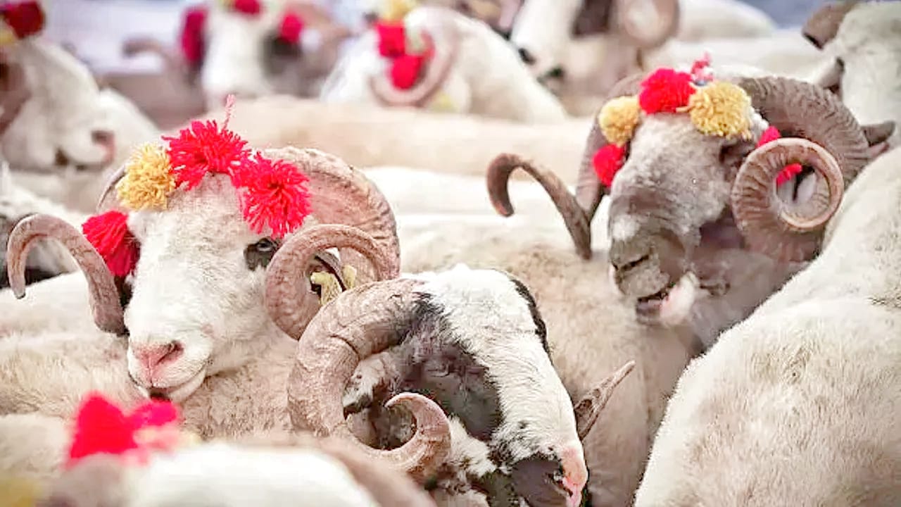 Kurban Bayrami 9 Gun Mu Tatil