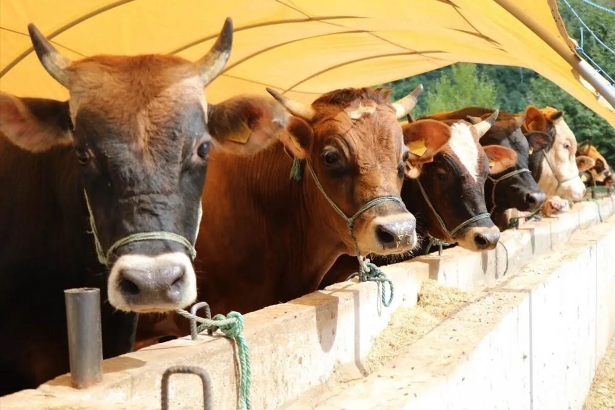 Kurbanlik Hayvan Alimi