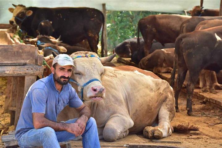 Kurbanlik Hayvan Kesimi Dagitimi (Small)