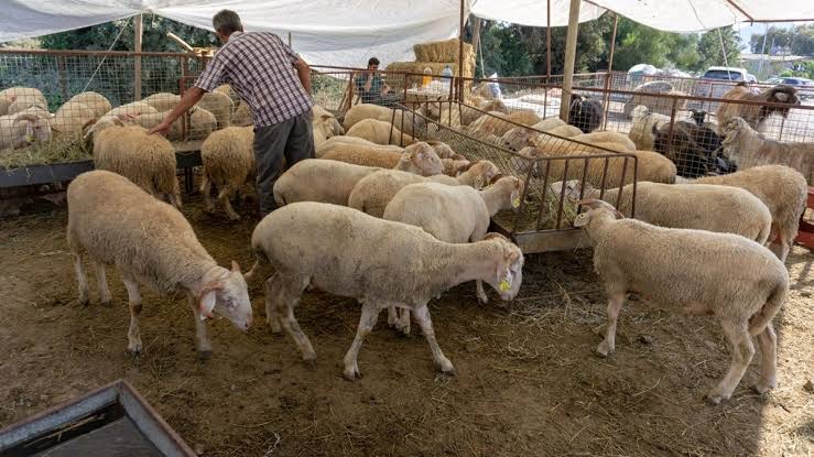 Kurbanlık Hayvan