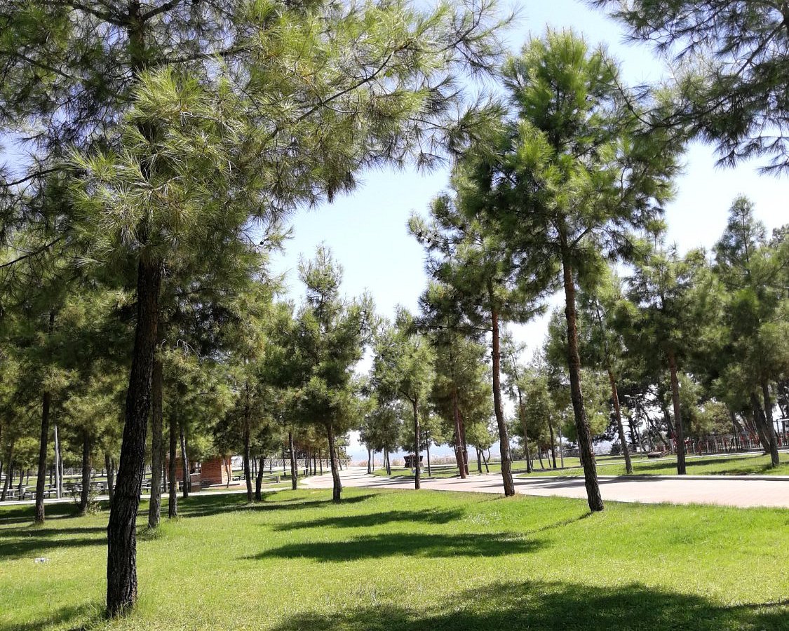 Macera Ormanı