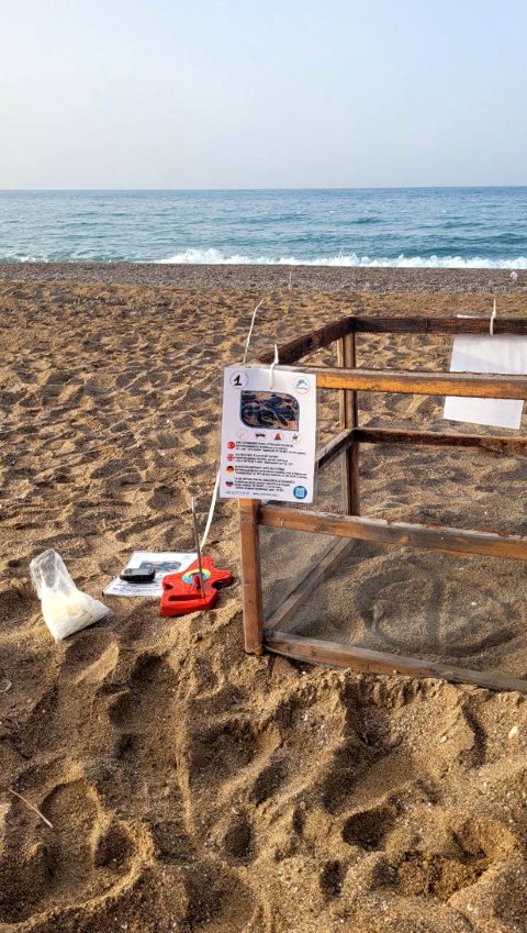 Manavgatta Deniz Kaplumbagasi Yuvalama 45665 (1) (Small)