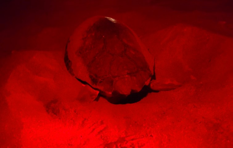 Manavgatta Deniz Kaplumbagasi Yuvalama 45665 (2) (Small)