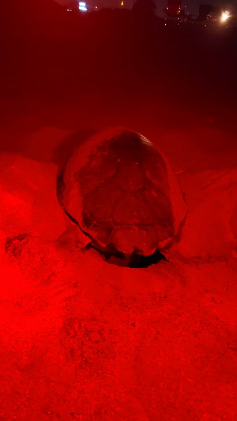 Manavgatta Deniz Kaplumbagasi Yuvalama 45665 (3) (Small)