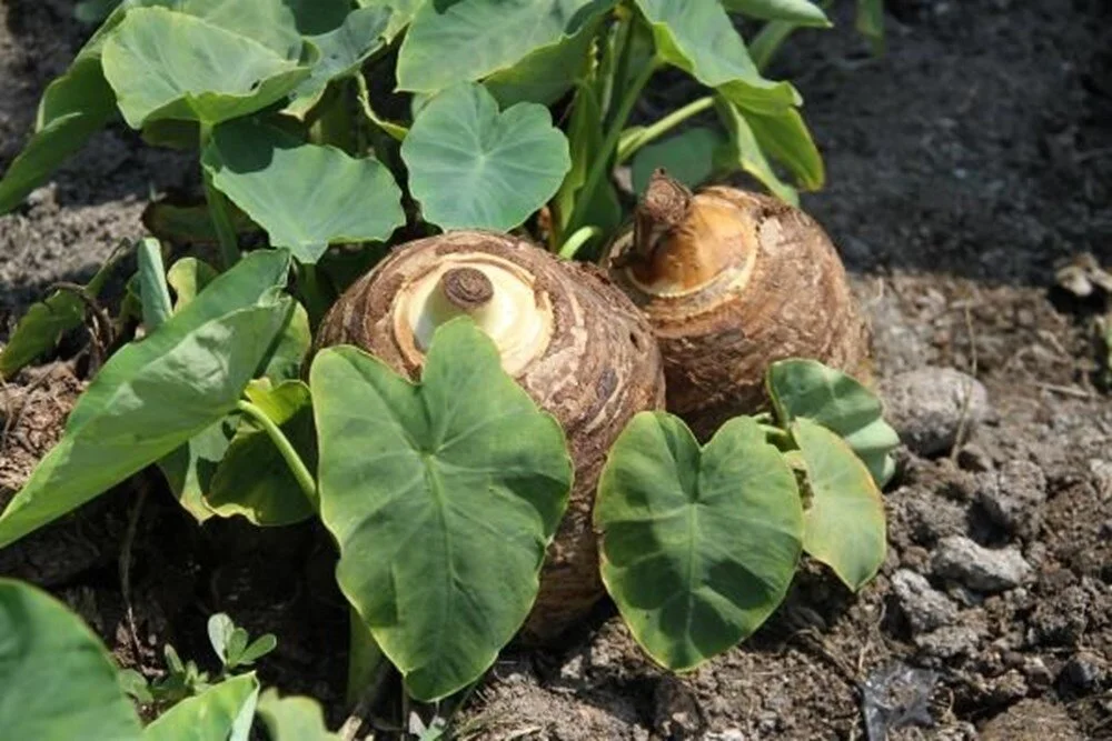 Pw Omd3 Qsc E Cw O Ue27 L Ni A