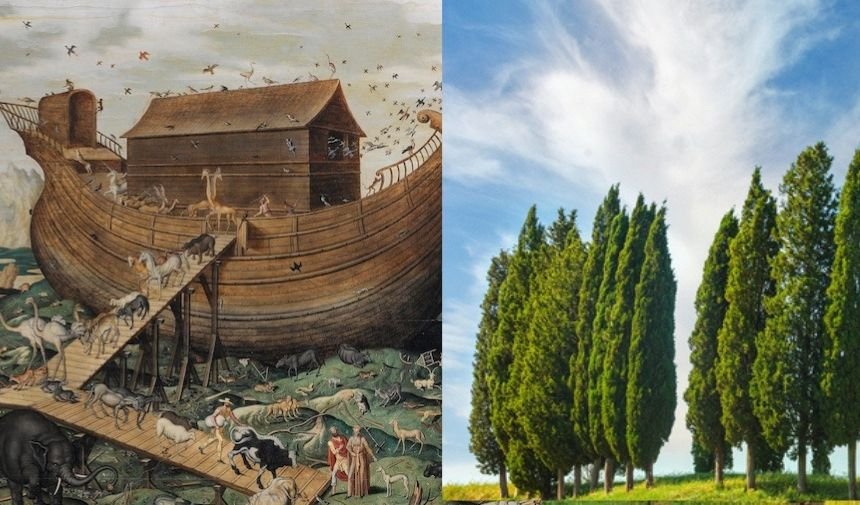 Selvi Agac Nuhun Gemisi