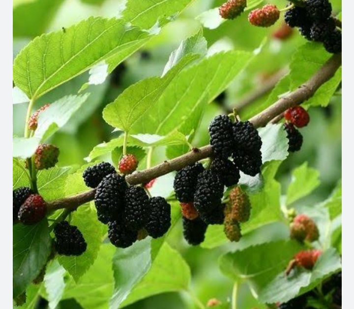 Whatsapp Image 2024 04 16 At 00.47.39 (1)