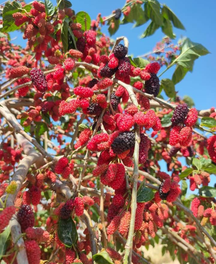 Whatsapp Image 2024 04 16 At 00.47.39