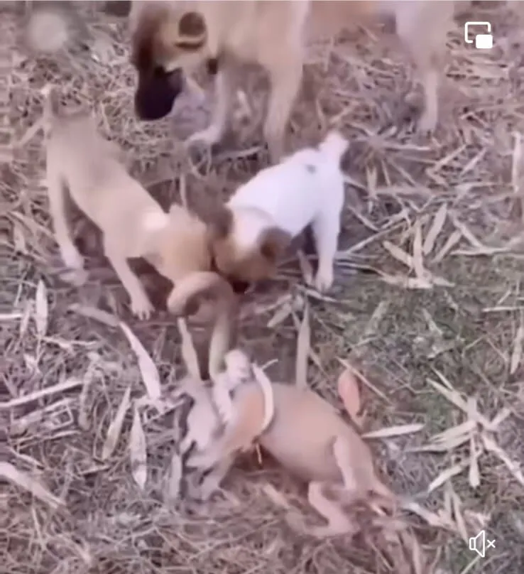 Yavru Kopeklerden Yurek Daglayan Goruntu