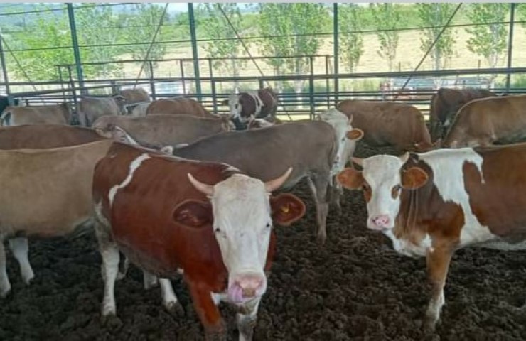 11Adc1A6 82B2 4608 8369 9Ce9Efe76B03 (Small)