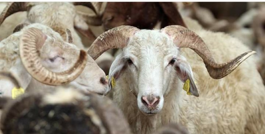 83B699D5 E59D 44B7 A31B 87A350Db1395 (Small)